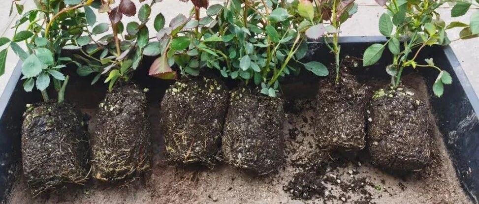 10种花，现在别换盆，小心一换就死