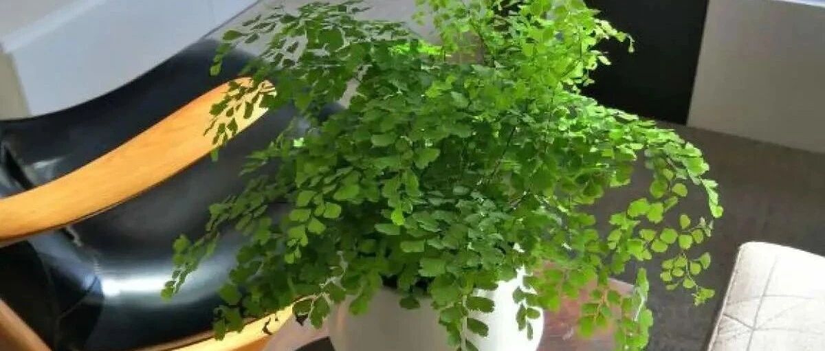 10种花，春天最怕晒，躲屋里阴凉地儿，才长得旺