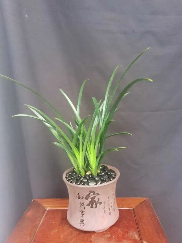 气质 活的 香水花 家里养一盆 有品位 气质佳 养花大全微信公众号文章