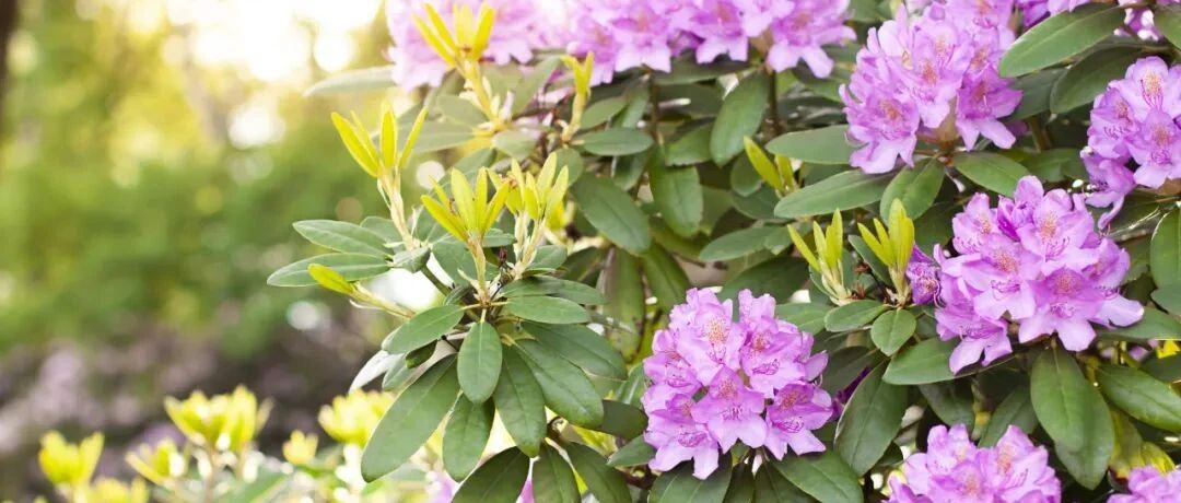 31种常见花，冬天最怕浇水，浇得越多，死得越快