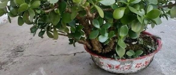 这花喜欢小盆，一换大盆就死，好心办坏事