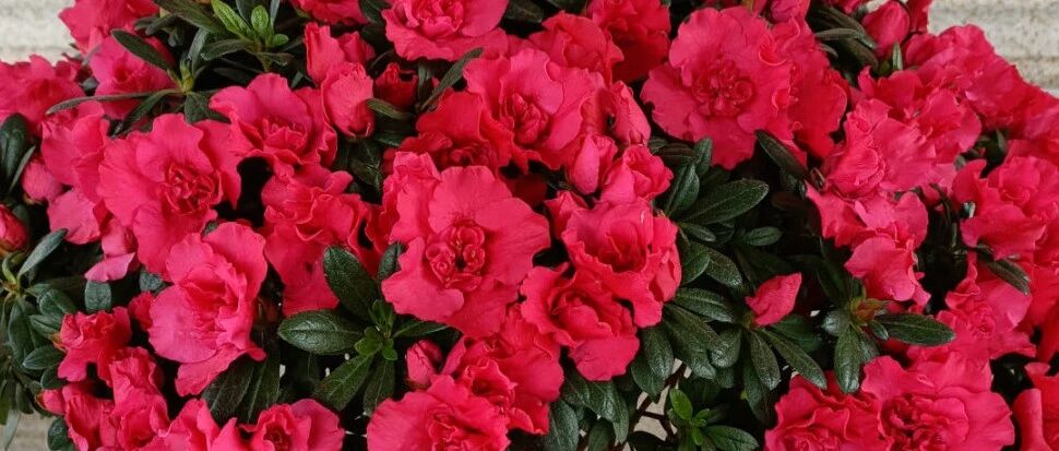 9种花，就怕晒太阳，找弱光位置养