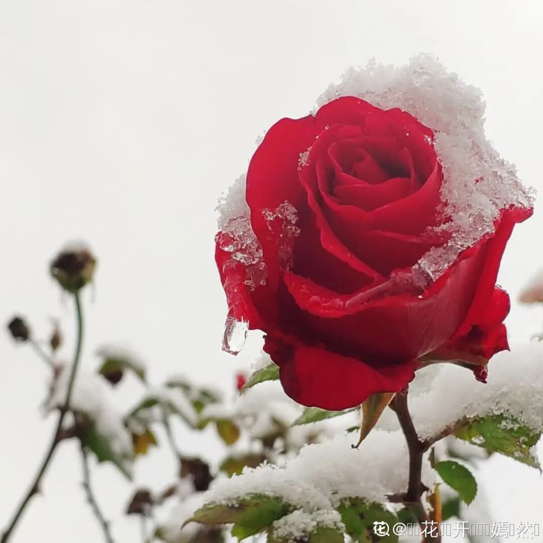 漂亮 10 大雪天 冻不死的花 有种别样的美 养花大全 微信公众号文章阅读 Wemp