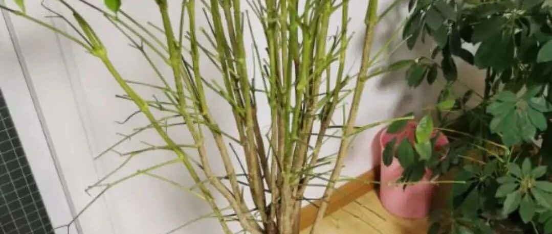 穷人别养这花，300块一棵，到家7天就死！