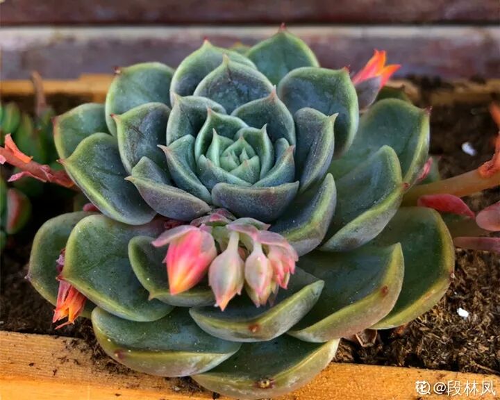 多肉开花是好事儿 千万别剪了 还能卖个大价钱 多肉之家 微信公众号文章阅读 Wemp