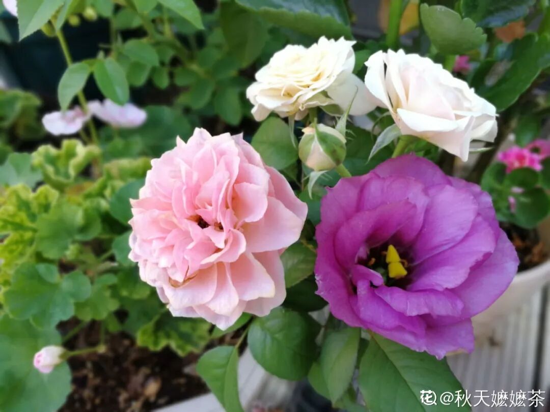 花市 一次性 盆栽 开完花就死 赶快砍头 柠檬资讯