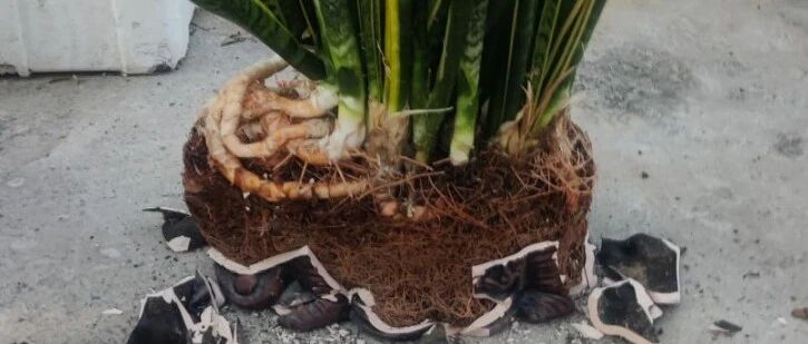 天冷别换盆，尤其这10种花，土一松就危险