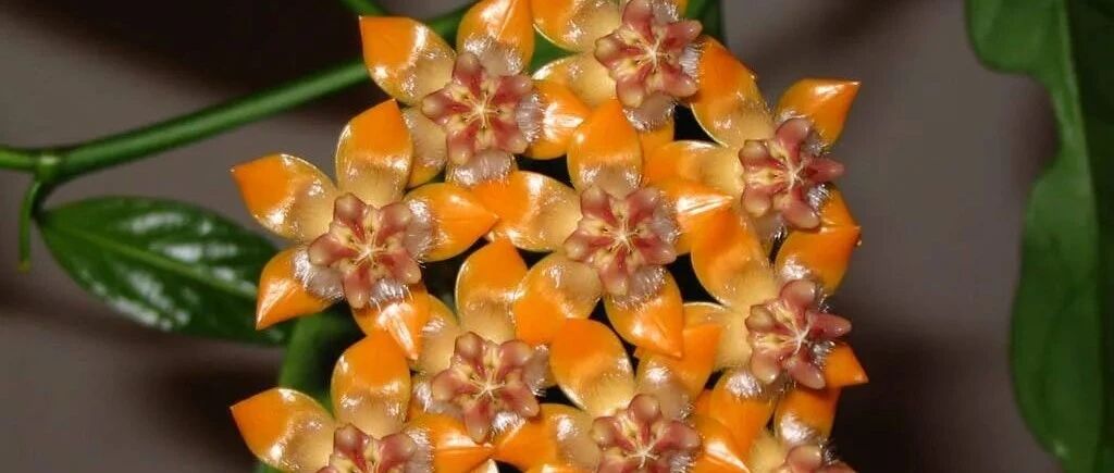 14种花真省心，不招虫，不生病，开花不断超干净！！