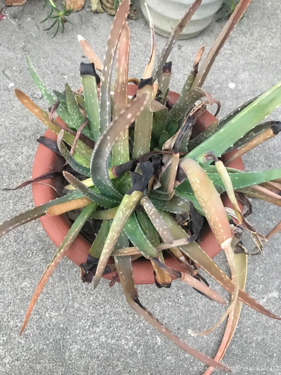 14种花真省心 不招虫 不生病 开花不断超干净 养花大全 微信公众号文章阅读 Wemp