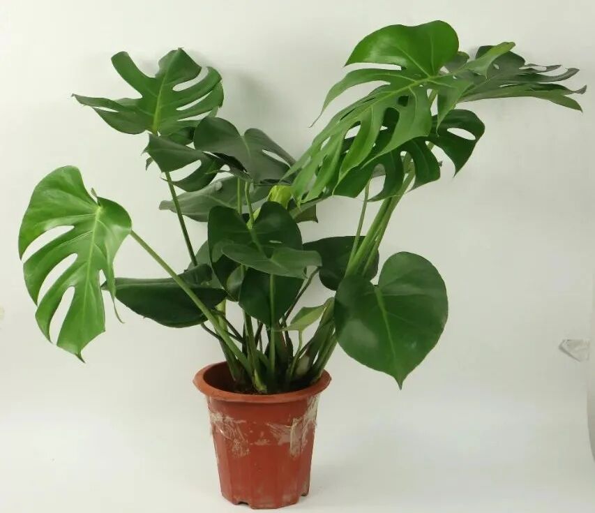 14种花真省心 不招虫 不生病 开花不断超干净 养花大全微信公众号文章