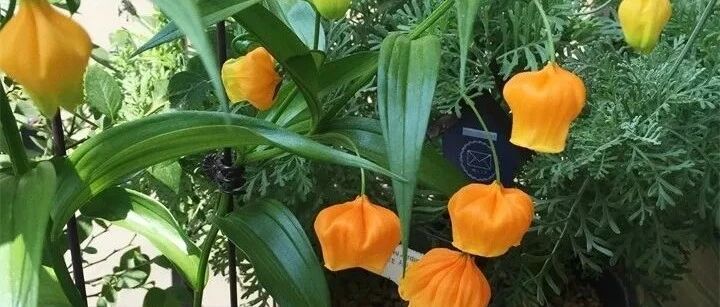 今年最时髦的花，摆在客厅有面子，谁见了都夸！