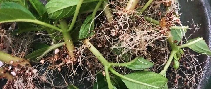 天凉快扦插，7天冒白根，插多少活多少