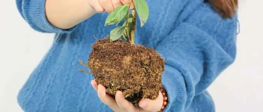 这花不能换盆，一动土，小命不保！