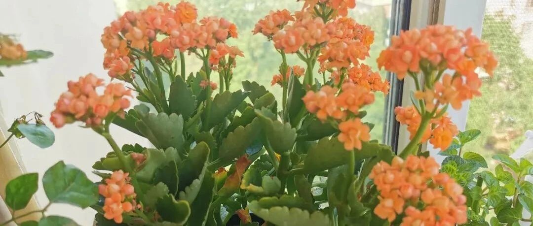 15种常见花，冬天浇水有讲究，小心越浇花越死