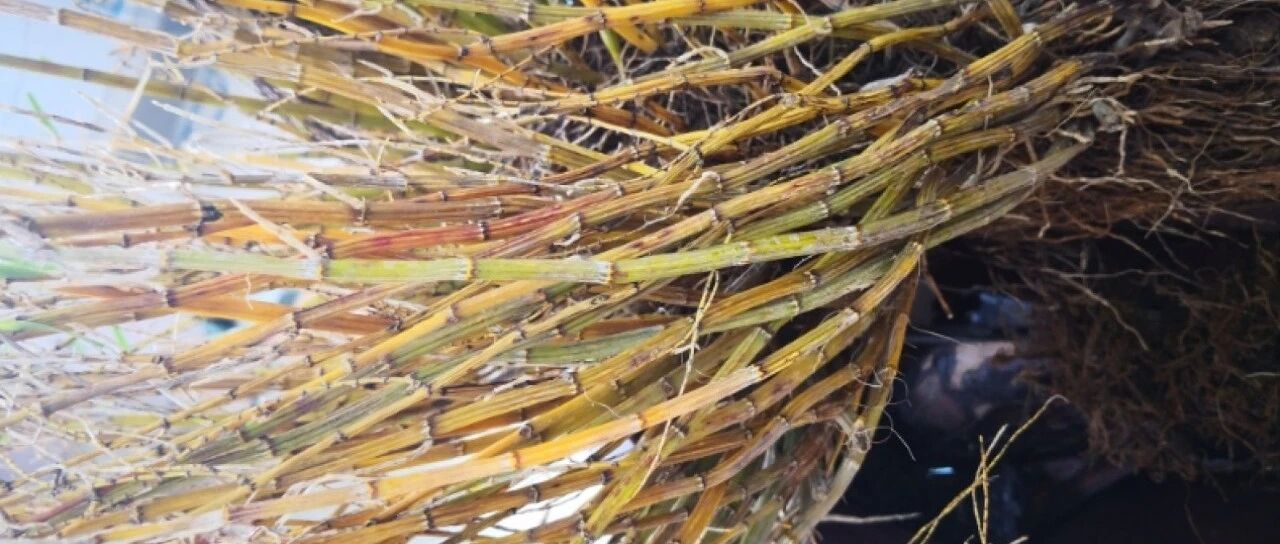 养花别用这种盆，养啥死啥，1棵都不剩