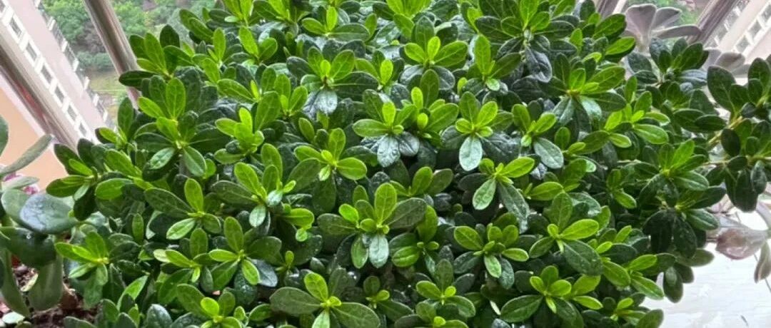 给花喷点它，叶片油绿茂密，花苞嘟噜噜冒出来