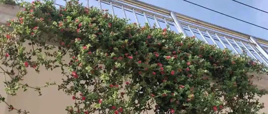 极难养死的花，堪比“不死小强”，咋养都能活！