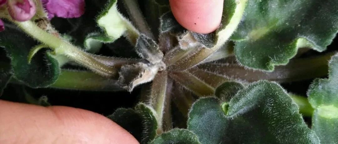 这花千万别喷水，一喷水就烂叶，3天变光杆！