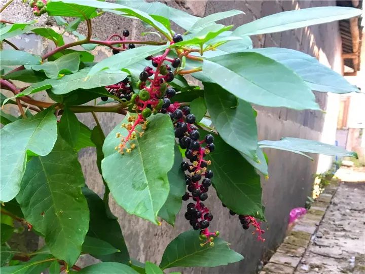 这种花有毒，别乱碰、别乱吃，家里有小孩更要注意！