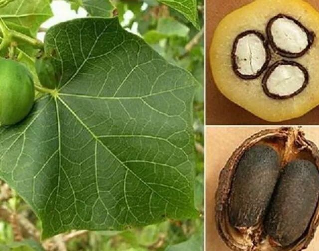 这种花有毒，别乱碰、别乱吃，家里有小孩更要注意！