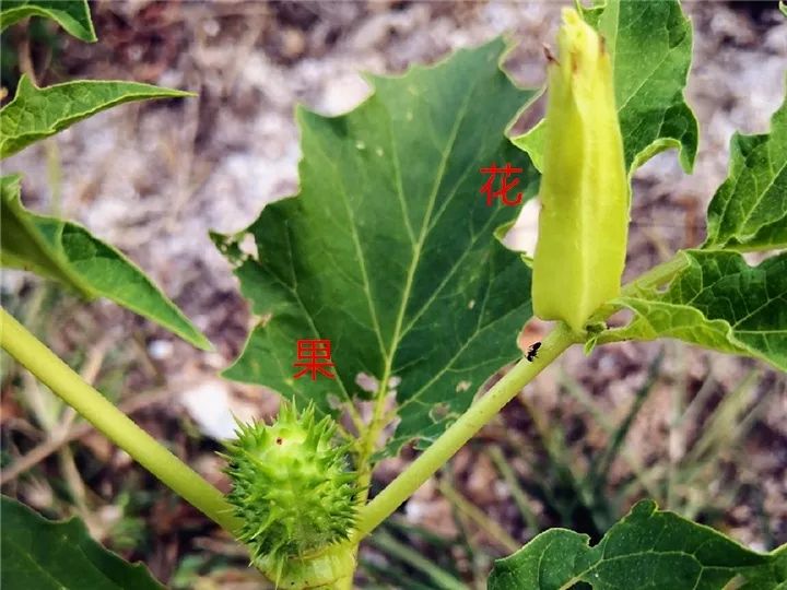 这种花有毒，别乱碰、别乱吃，家里有小孩更要注意！