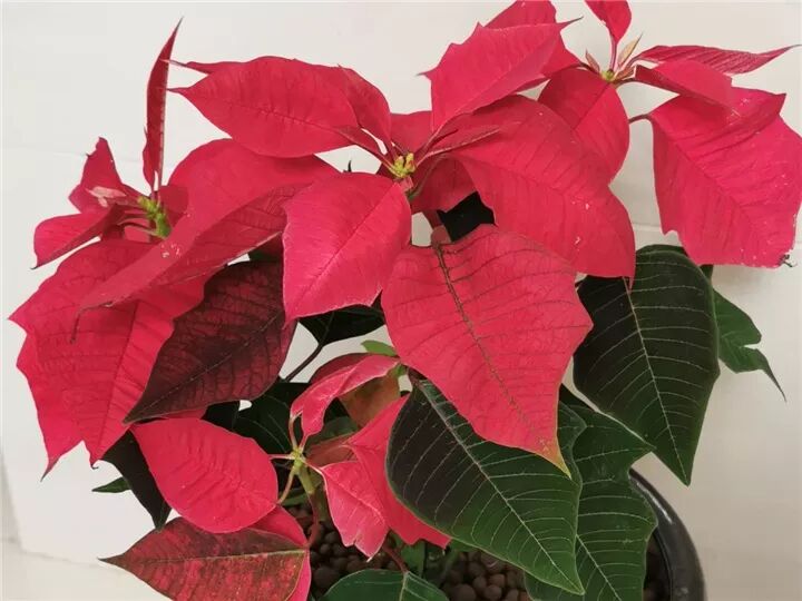 这种花有毒，别乱碰、别乱吃，家里有小孩更要注意！