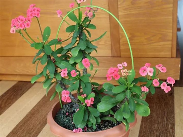 这种花有毒，别乱碰、别乱吃，家里有小孩更要注意！