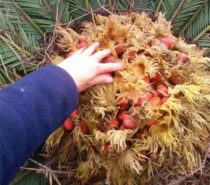 这种花有毒，别乱碰、别乱吃，家里有小孩更要注意！