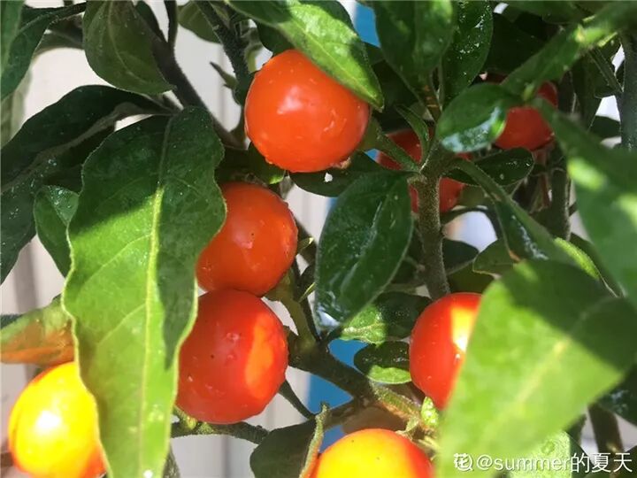 这种花有毒，别乱碰、别乱吃，家里有小孩更要注意！