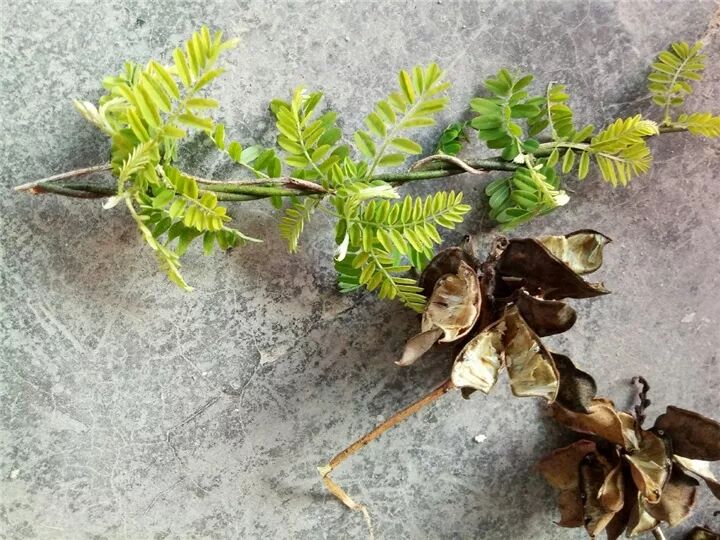 这种花有毒，别乱碰、别乱吃，家里有小孩更要注意！