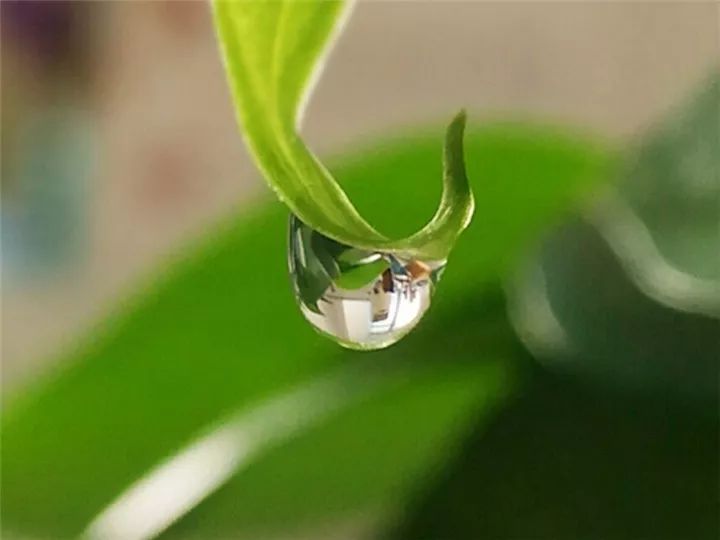 这种花有毒，别乱碰、别乱吃，家里有小孩更要注意！