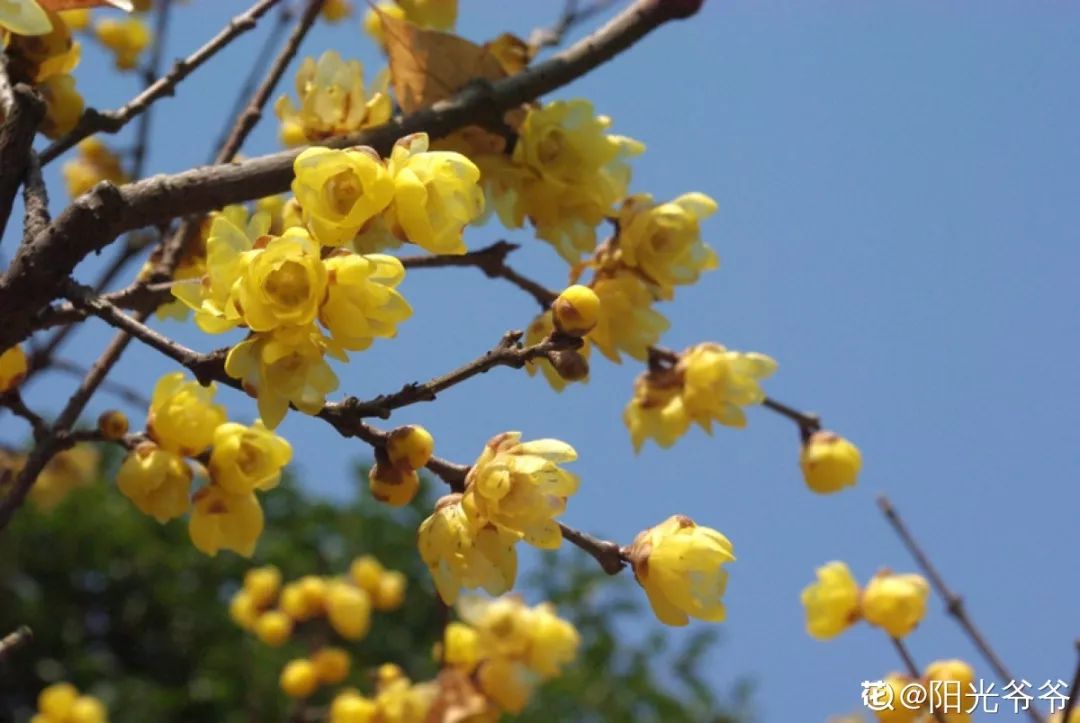 这种花有毒，别乱碰、别乱吃，家里有小孩更要注意！