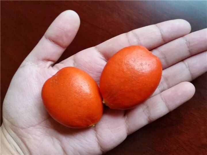 这种花有毒，别乱碰、别乱吃，家里有小孩更要注意！