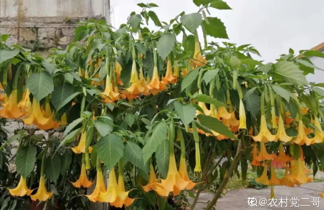 这种花有毒，别乱碰、别乱吃，家里有小孩更要注意！