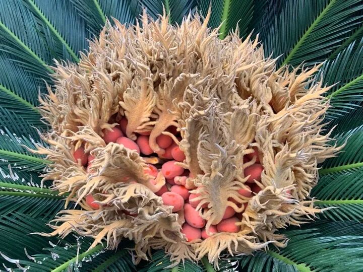 这种花有毒，别乱碰、别乱吃，家里有小孩更要注意！