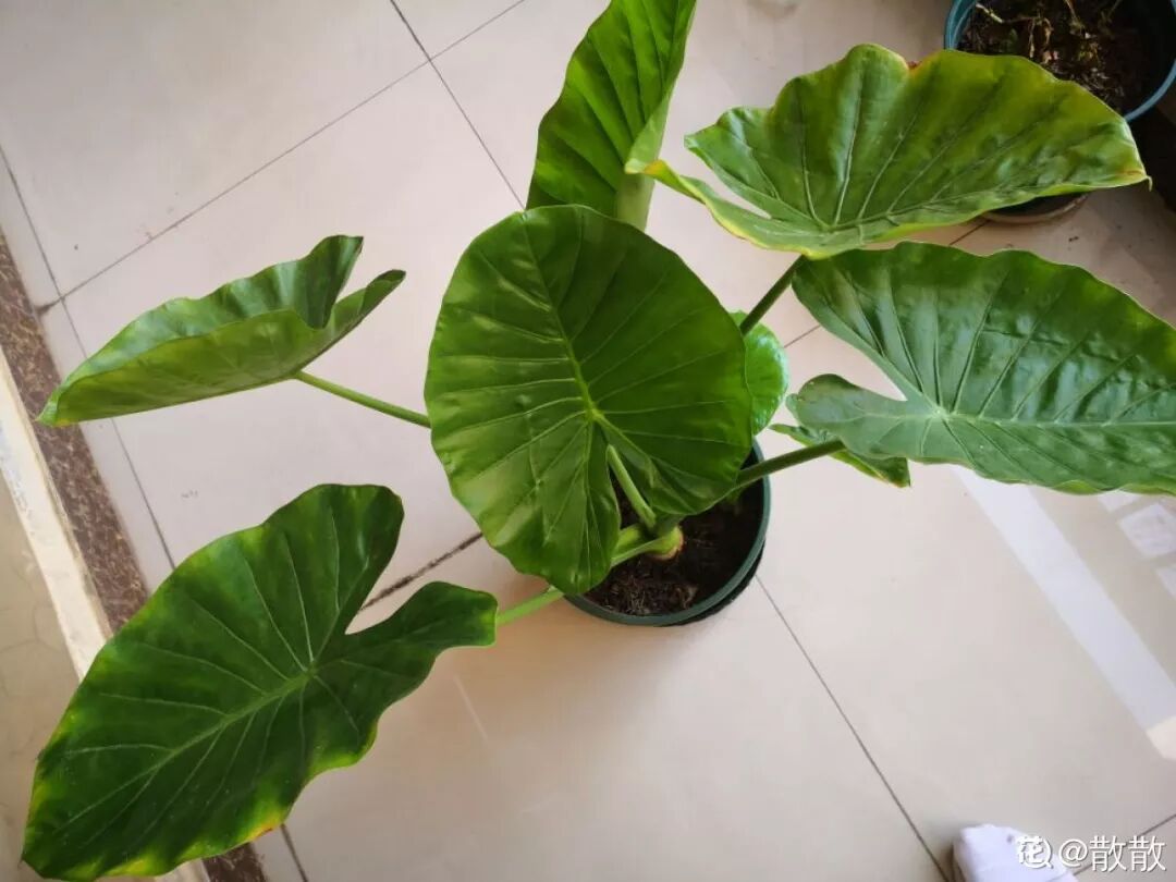 这种花有毒，别乱碰、别乱吃，家里有小孩更要注意！