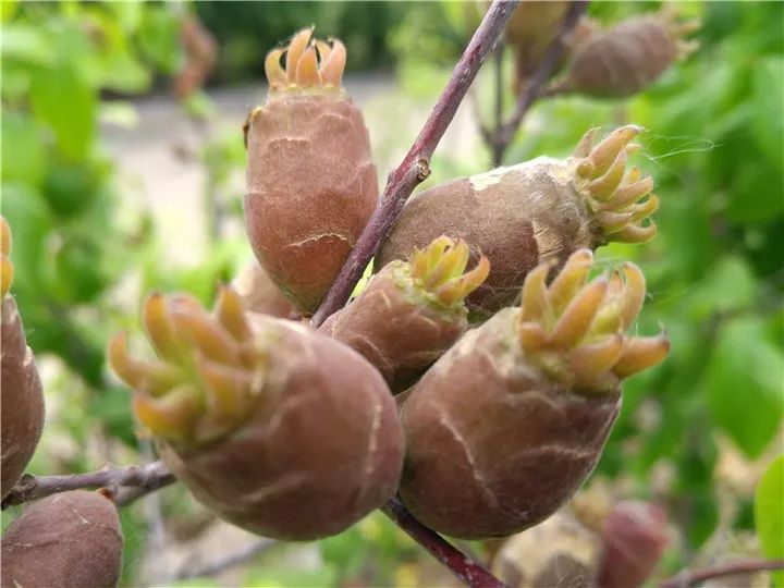 这种花有毒，别乱碰、别乱吃，家里有小孩更要注意！