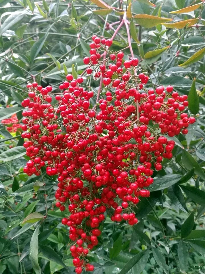 这种花有毒，别乱碰、别乱吃，家里有小孩更要注意！