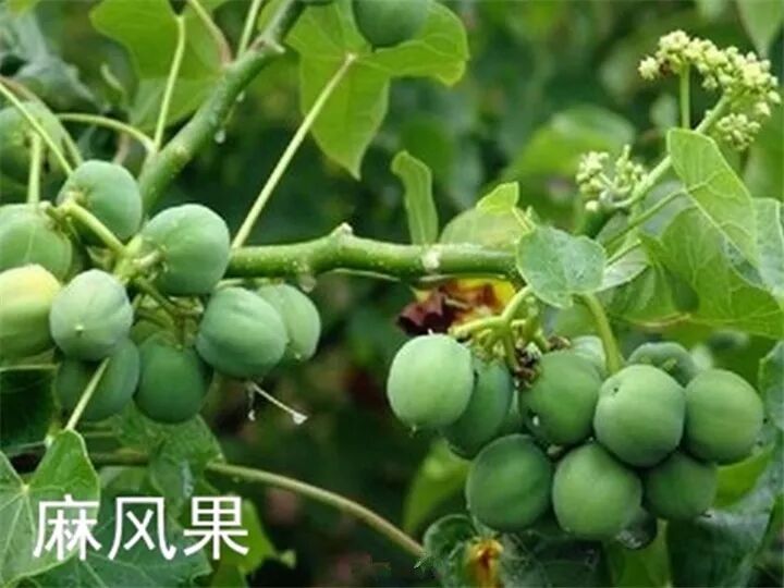 这种花有毒，别乱碰、别乱吃，家里有小孩更要注意！