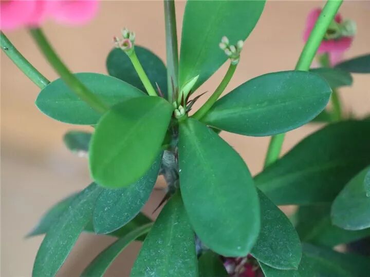 这种花有毒，别乱碰、别乱吃，家里有小孩更要注意！