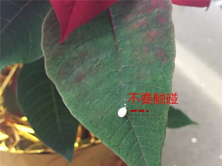 这种花有毒，别乱碰、别乱吃，家里有小孩更要注意！