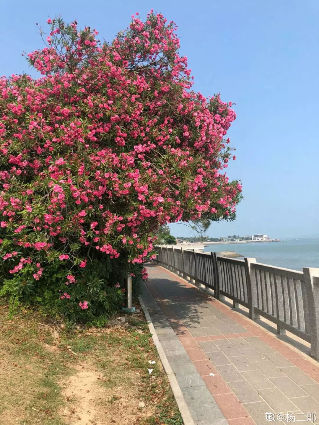 这种花有毒，别乱碰、别乱吃，家里有小孩更要注意！