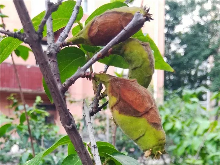 这种花有毒，别乱碰、别乱吃，家里有小孩更要注意！