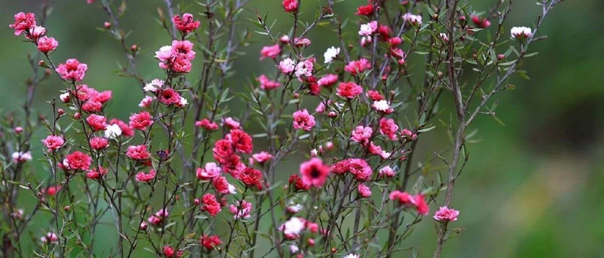 10款新年红火花，年味就靠它!