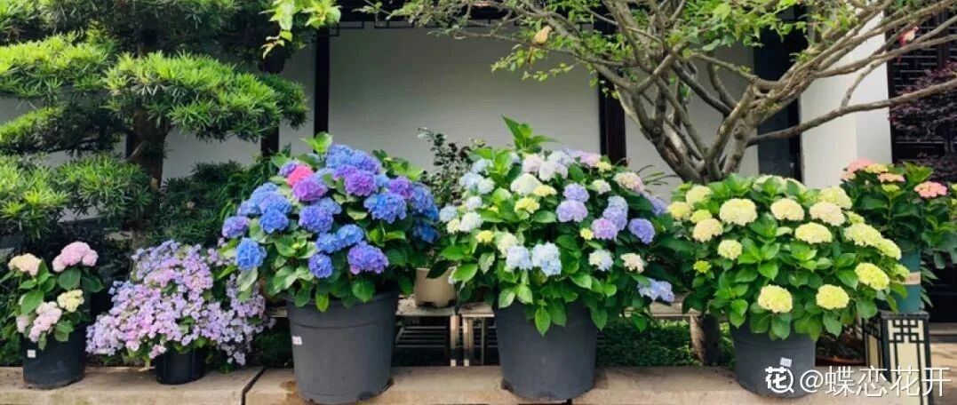 家里这个位置，养花要慎重，影响风水，花也长不好