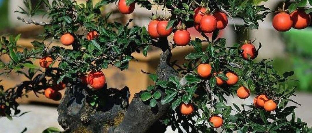 再穷也要养盆它，招财运、旺家宅，越养越气派