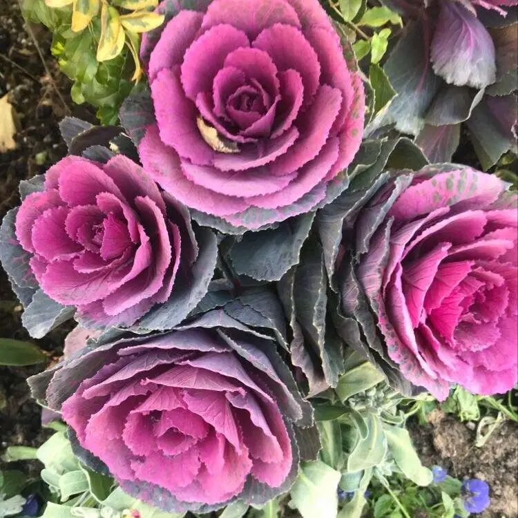 强悍 零下15度 院子里的花全死了 就剩它还活着 养花大全微信公众号文章