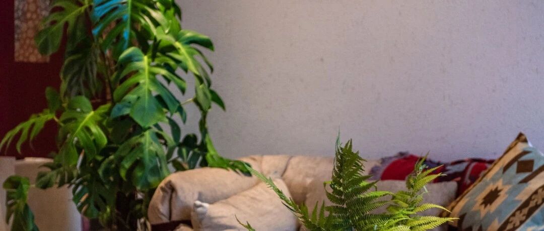 家里养盆它，摆错位置招“晦气”，摆对位置迎”福气“