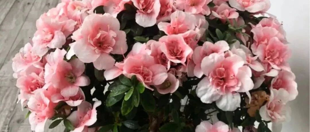 10种“怕晒花”，越晒死越快，半阴地儿反倒长得旺