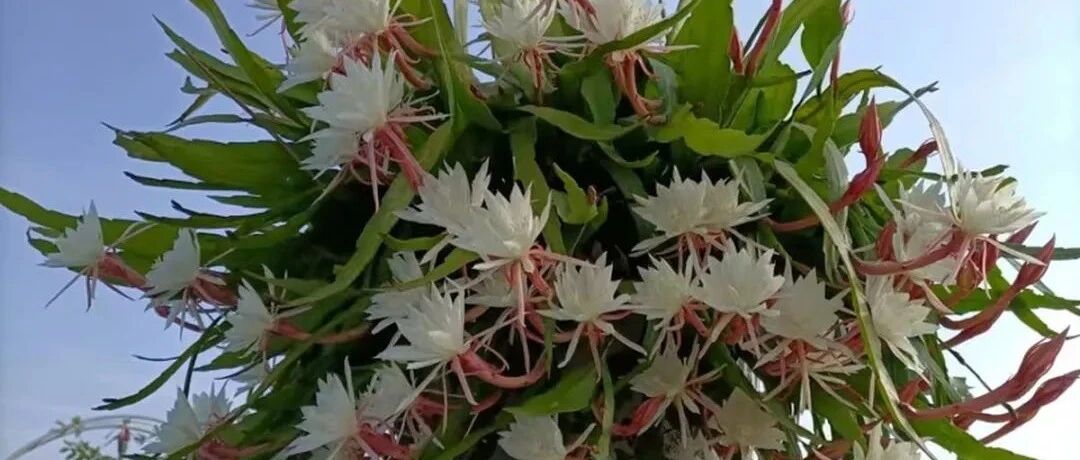 传说“7种不吉利花”，家里却常养，到底扔不扔？